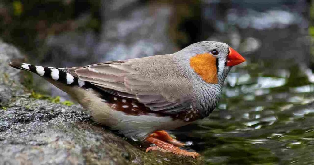 unique finches names