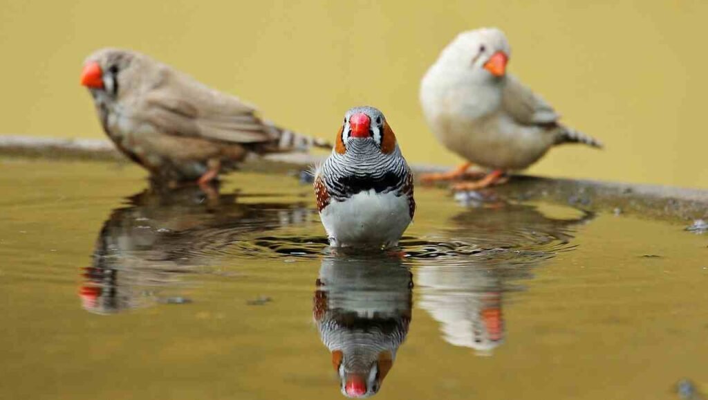 finches names