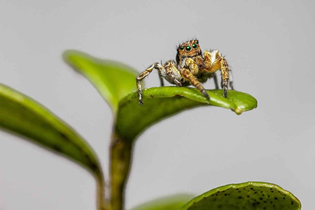 jumping spider names
