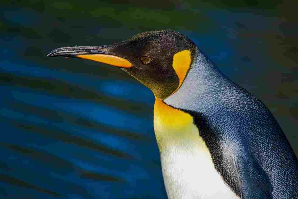 Penguin Names