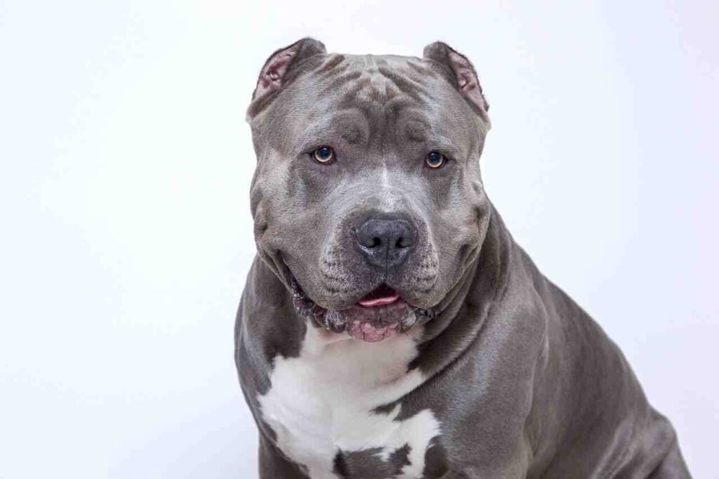 cool and cute american bully dog names
