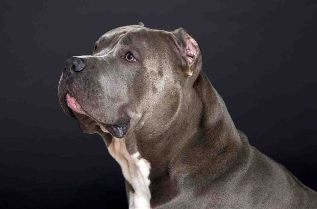 american bully dog nicknames