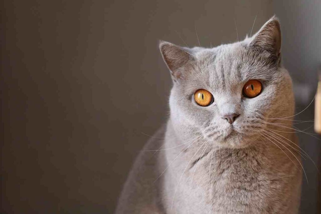 mythological and space-inspired names for cats