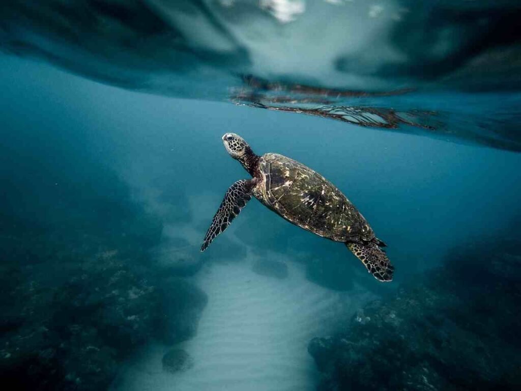 Sea Reptiles Names