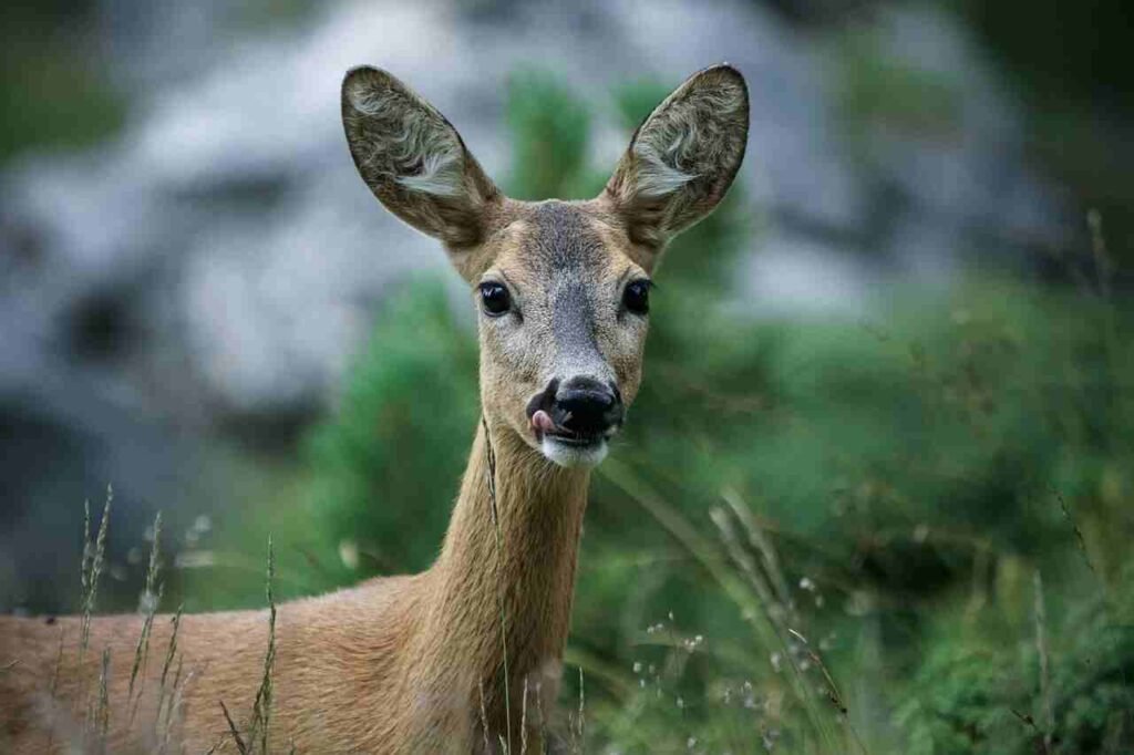 Wild Animal names in Hindi and english