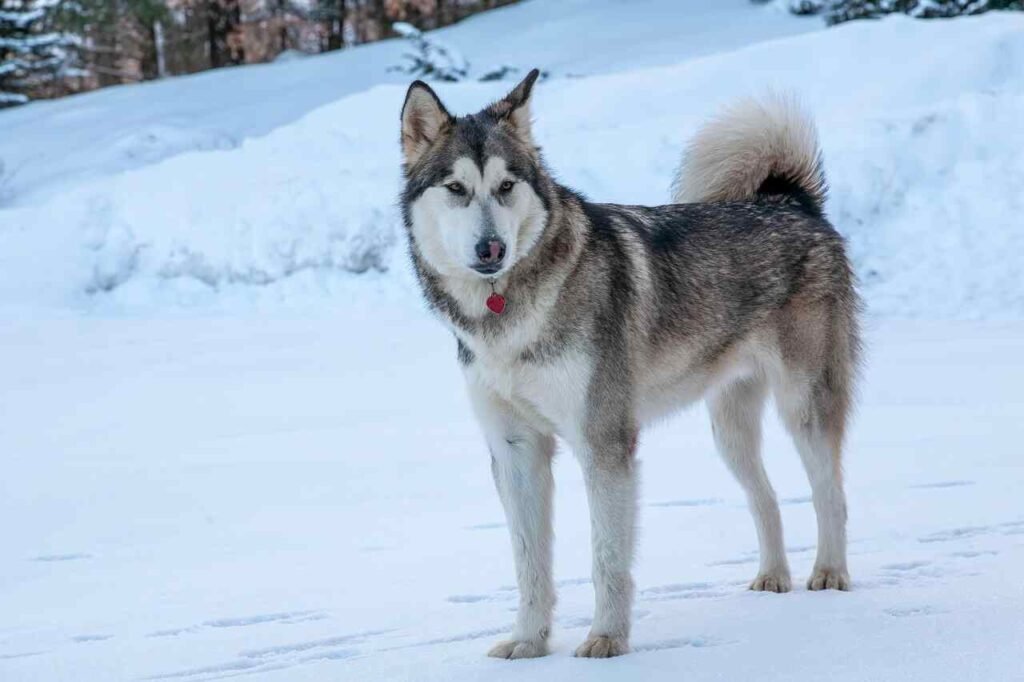 Alaskan Malamute Dog Names