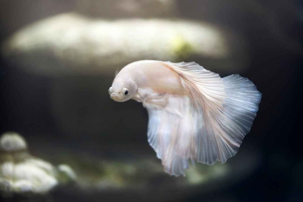 White Betta Fish Names