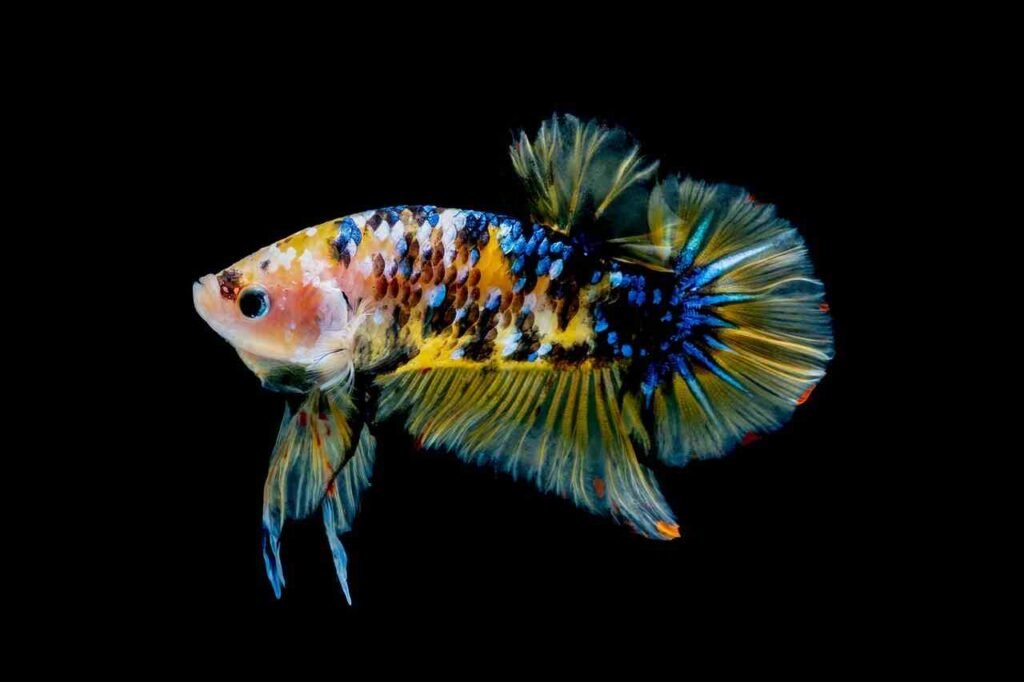 Yellow Betta Fish Names