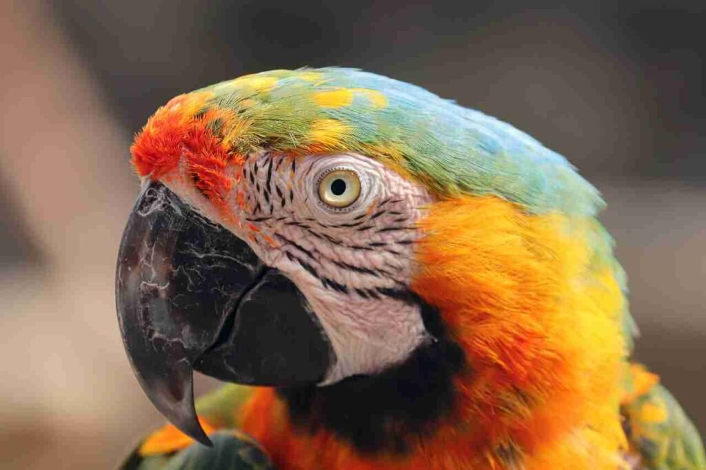 top parrot names