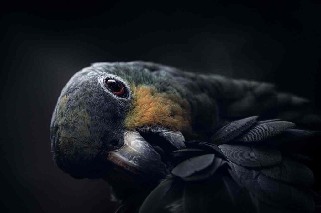 funny parrot names