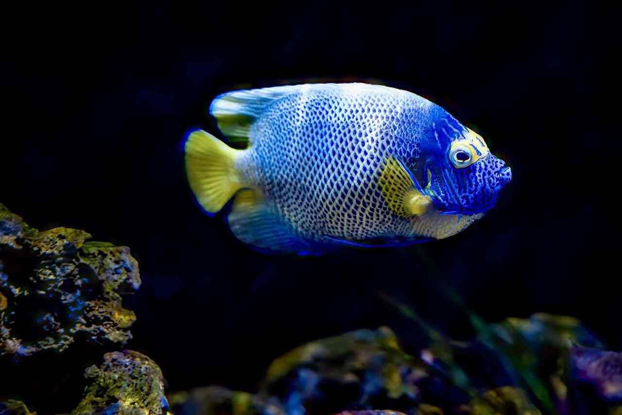 Angelfish Names