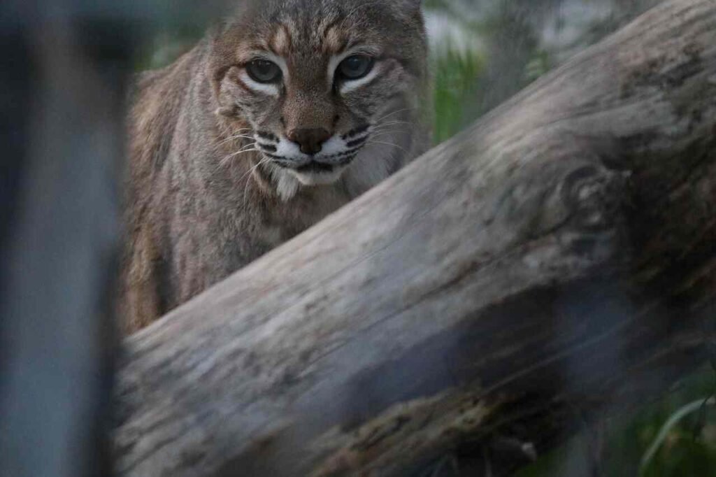 Unique Bobcat Names