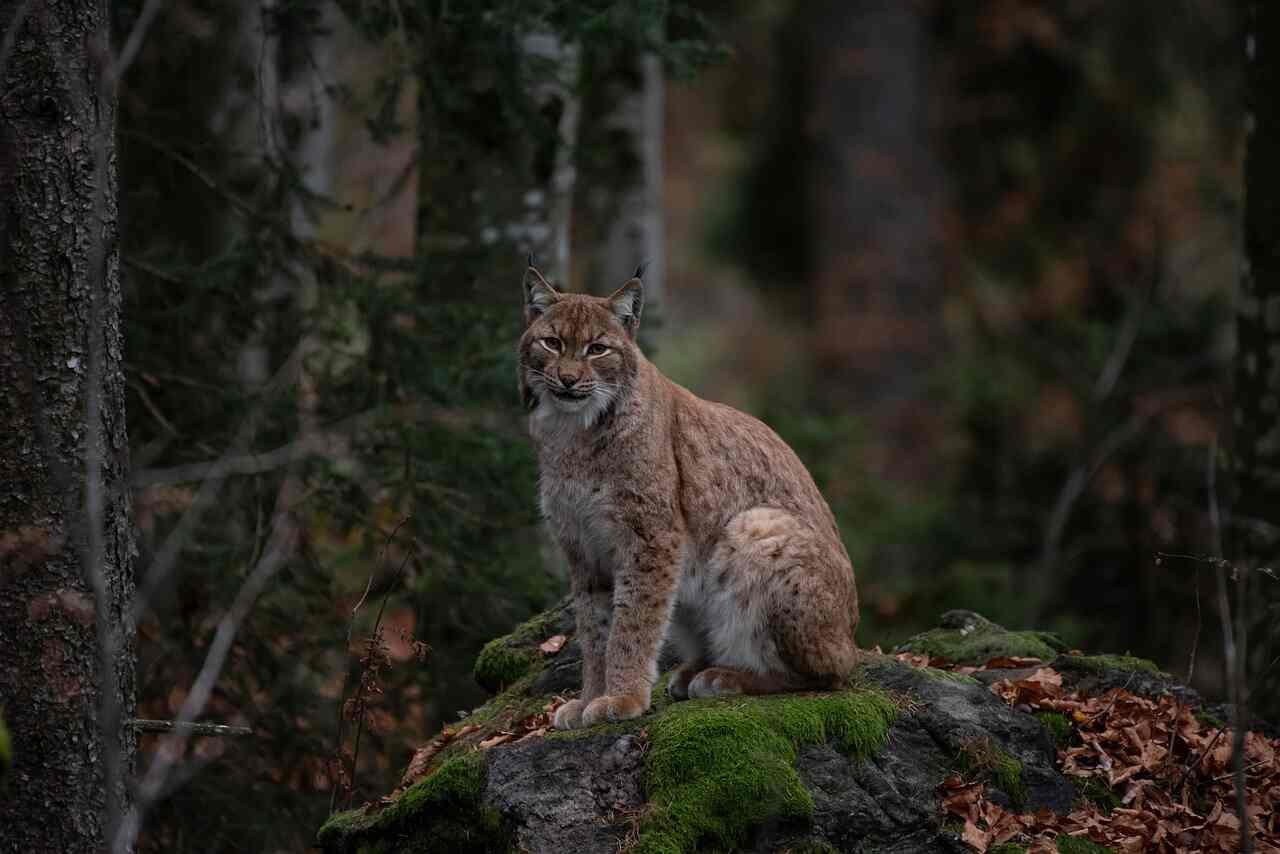 Bobcat Names