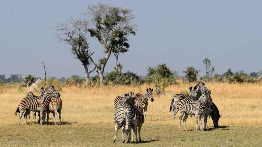 animal names in hindi
