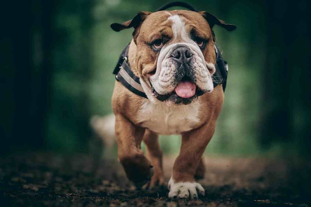 Cute English Bulldog Names