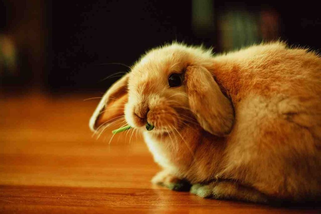 adorable bunny names