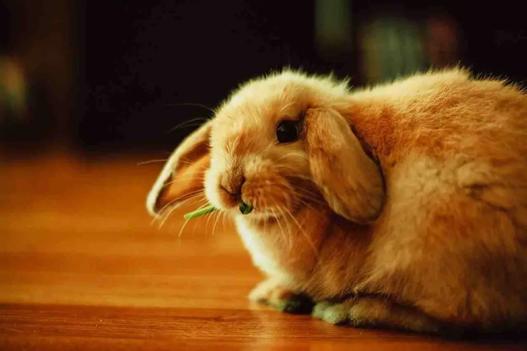 adorable bunny names
