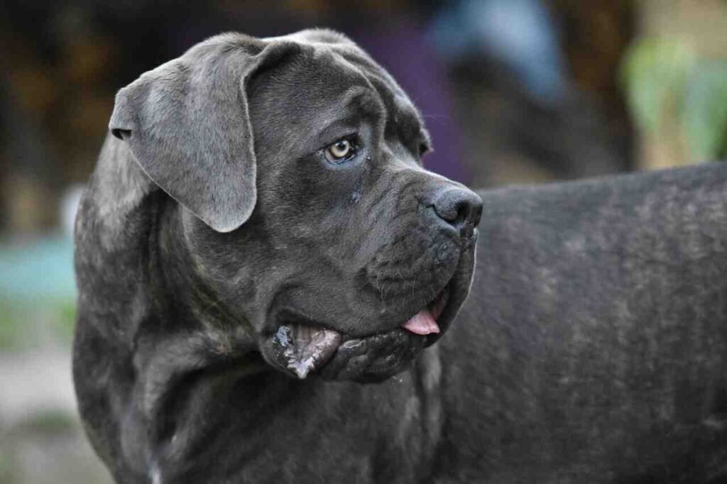 unique cane corso dog names