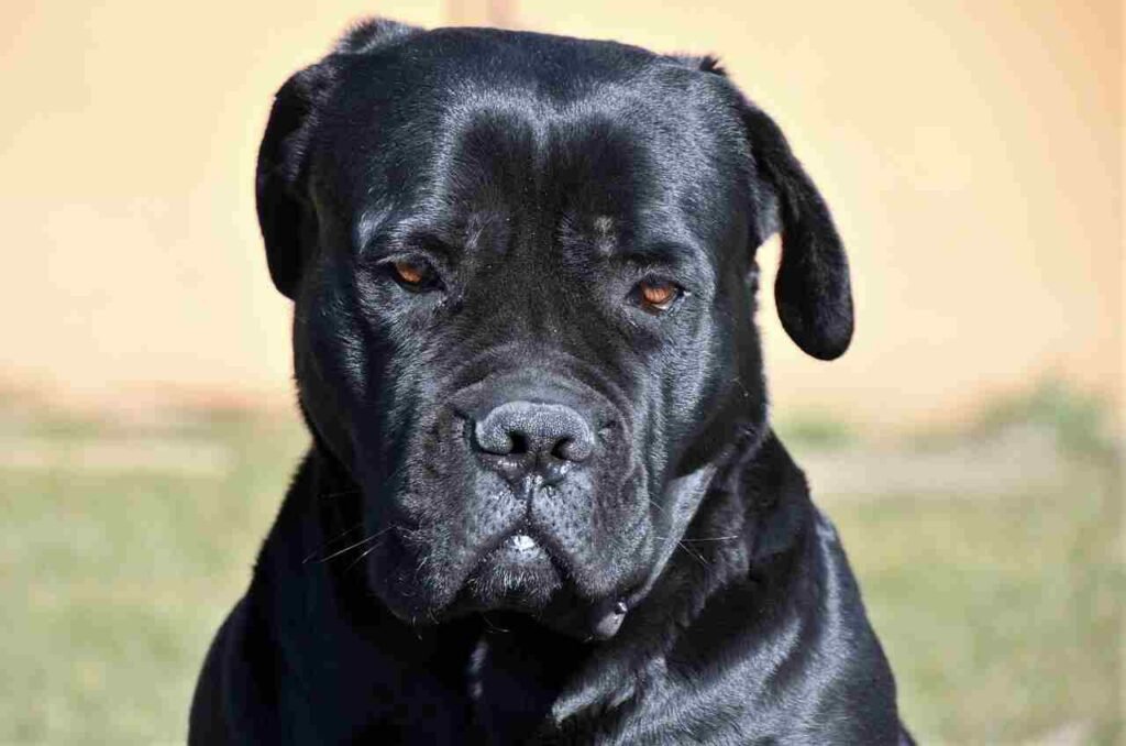 cute and cool cane corso dog names
