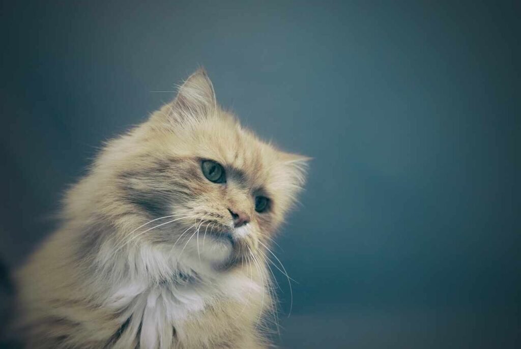 Male Ukrainian Cat Names