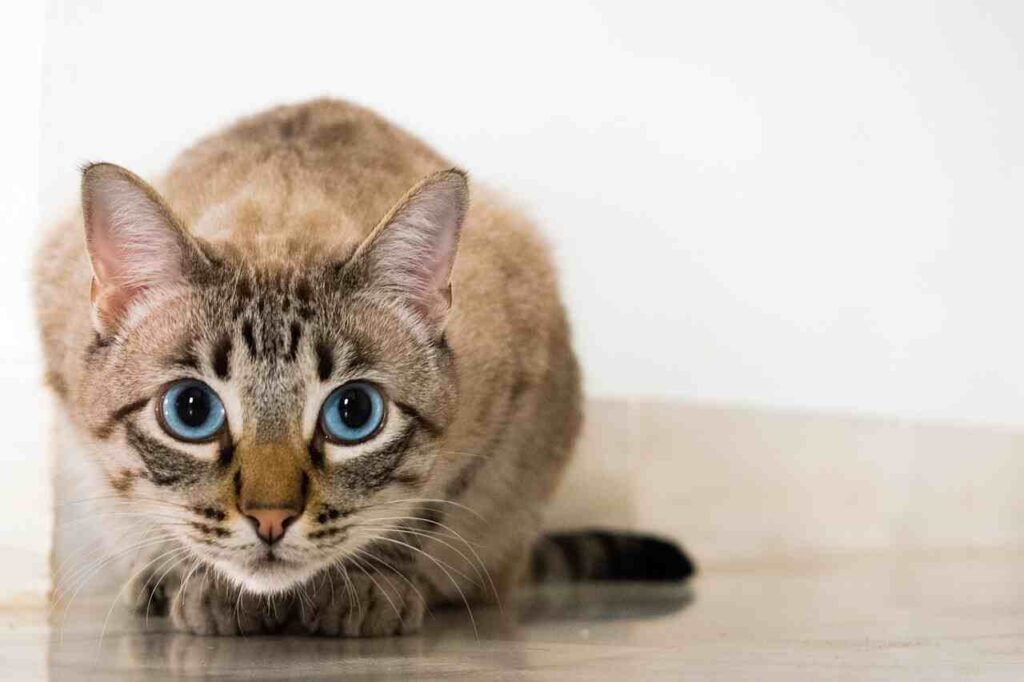 female chocolate cat names
