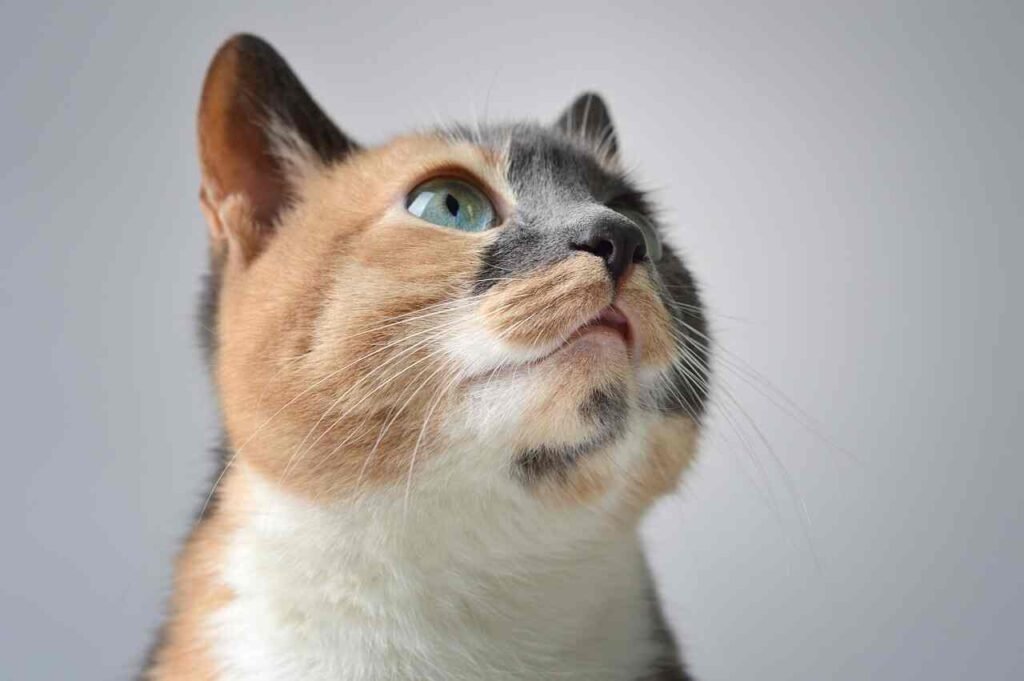 20 Human Foods That Cats Can Enjoy