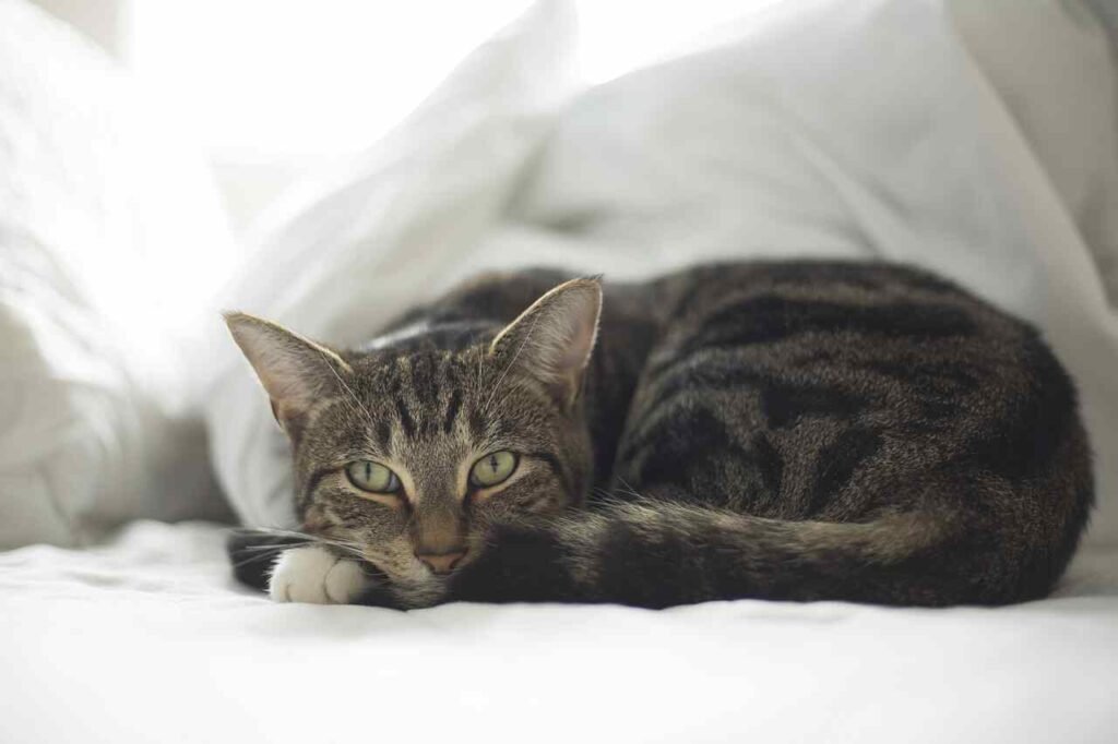 20 Human Foods That Cats Can Enjoy
