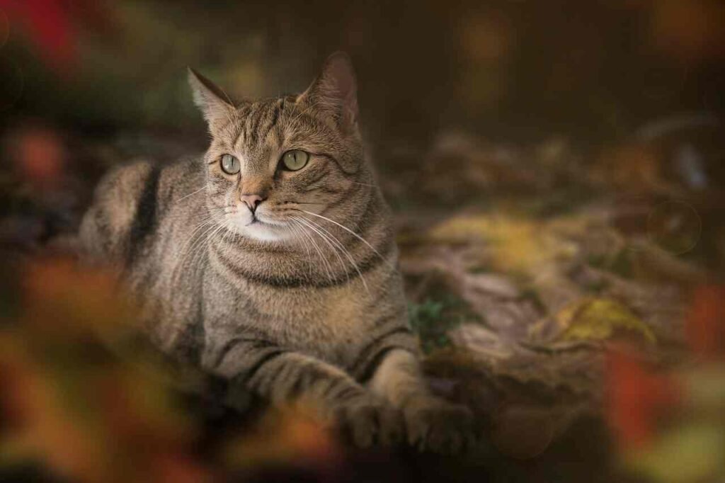 20 Human Foods That Cats Can Enjoy