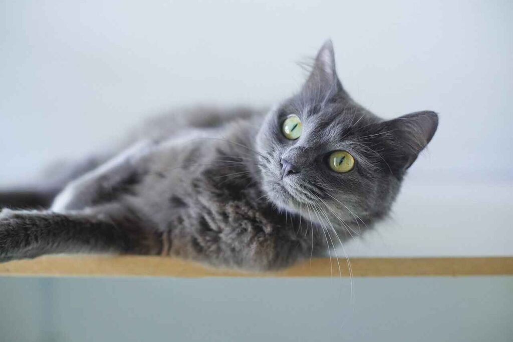 Female Norse Cat Names