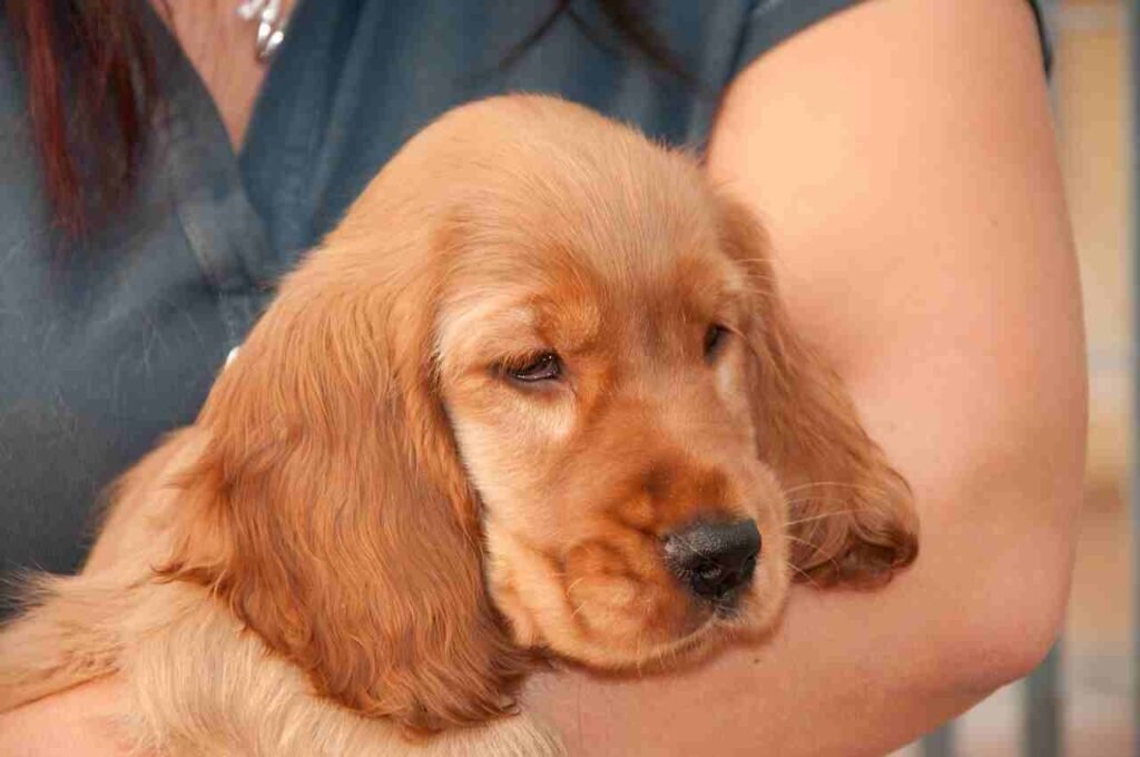 a to z cocker spaniel names
