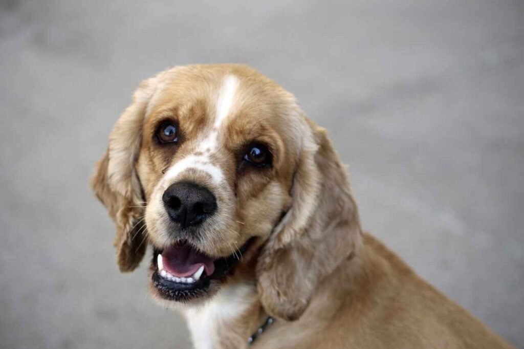 badass cocker spaniel names
