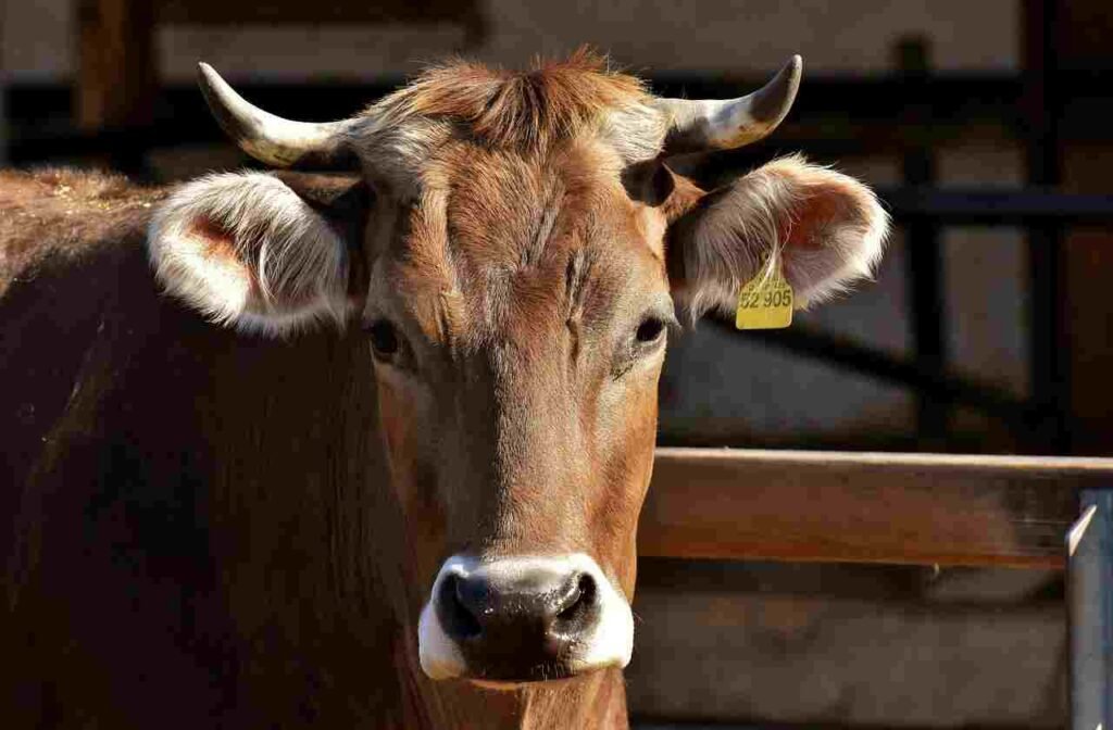 Farm Animal names in Hindi and English