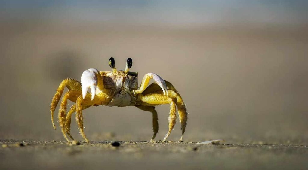Sea Invertebrates (Mollusks)
