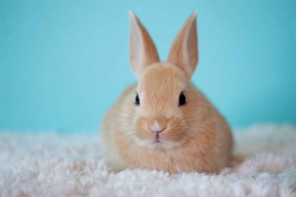 good bunny names