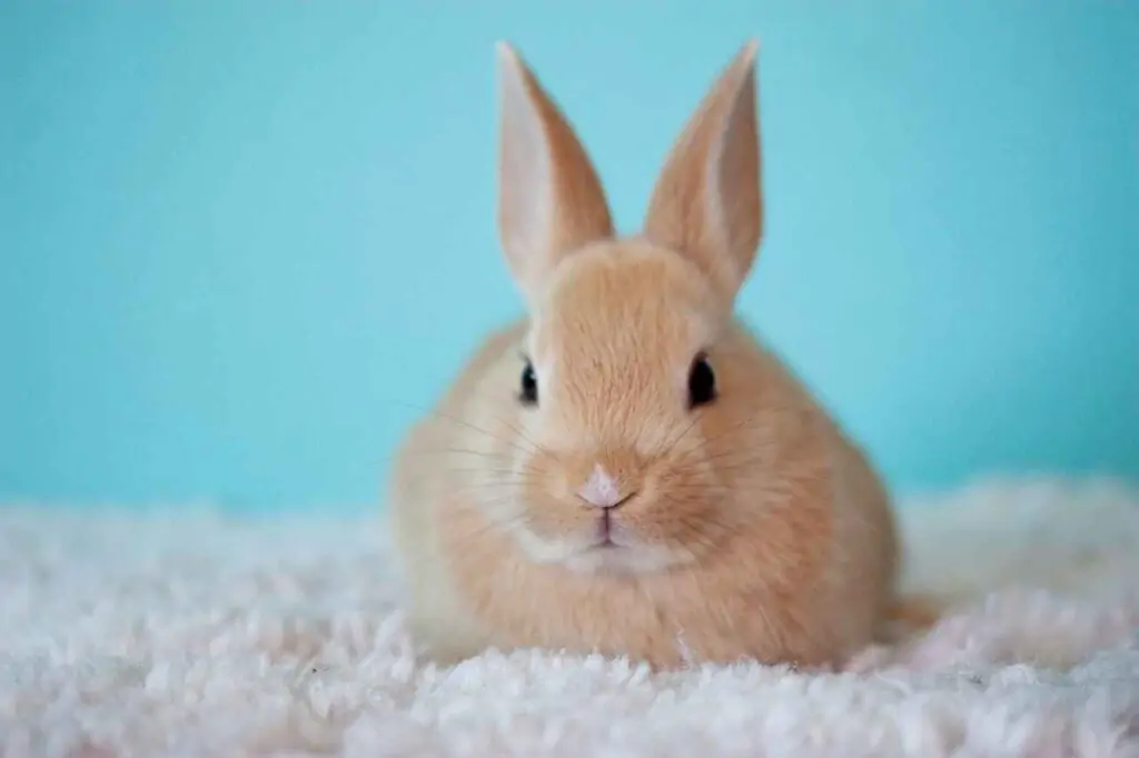 good bunny names