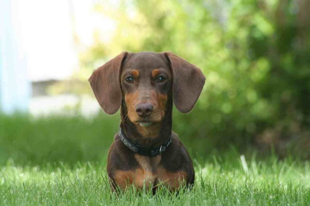 cute dapple Dachshund names