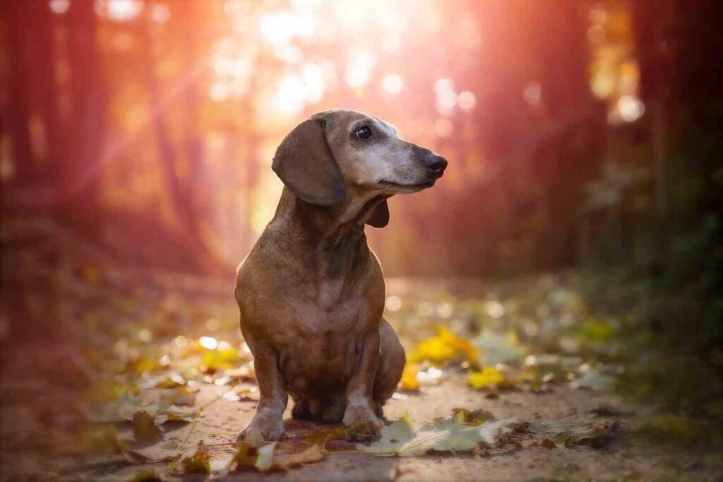 Funny Dachshund names