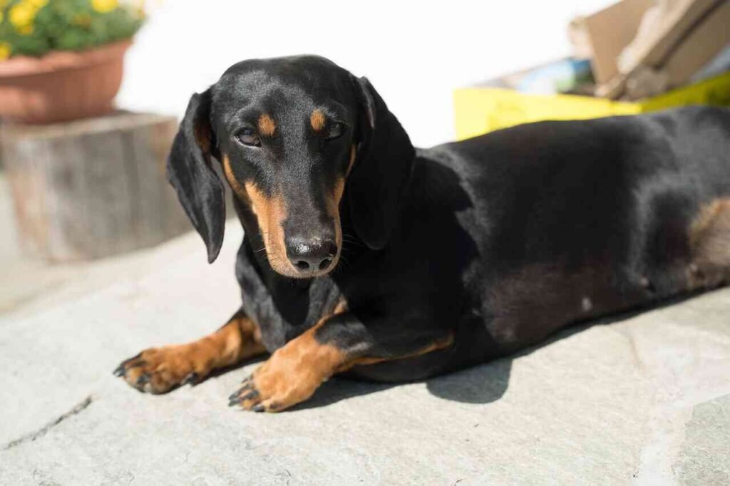 unique Dachshund names