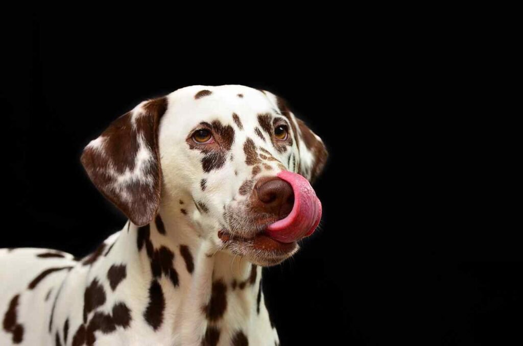 Unique Male Dog Names Inspired By Human Names
