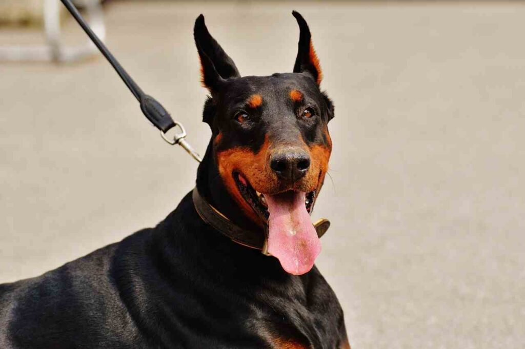 Doberman Pinscher names and meaning