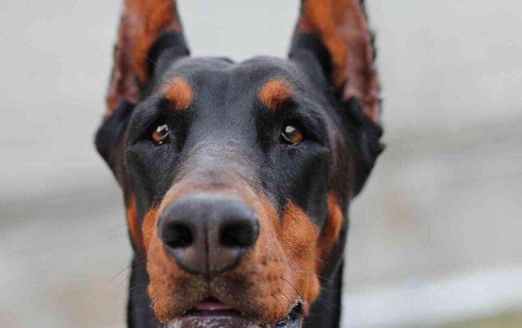 unique Doberman Pinscher names