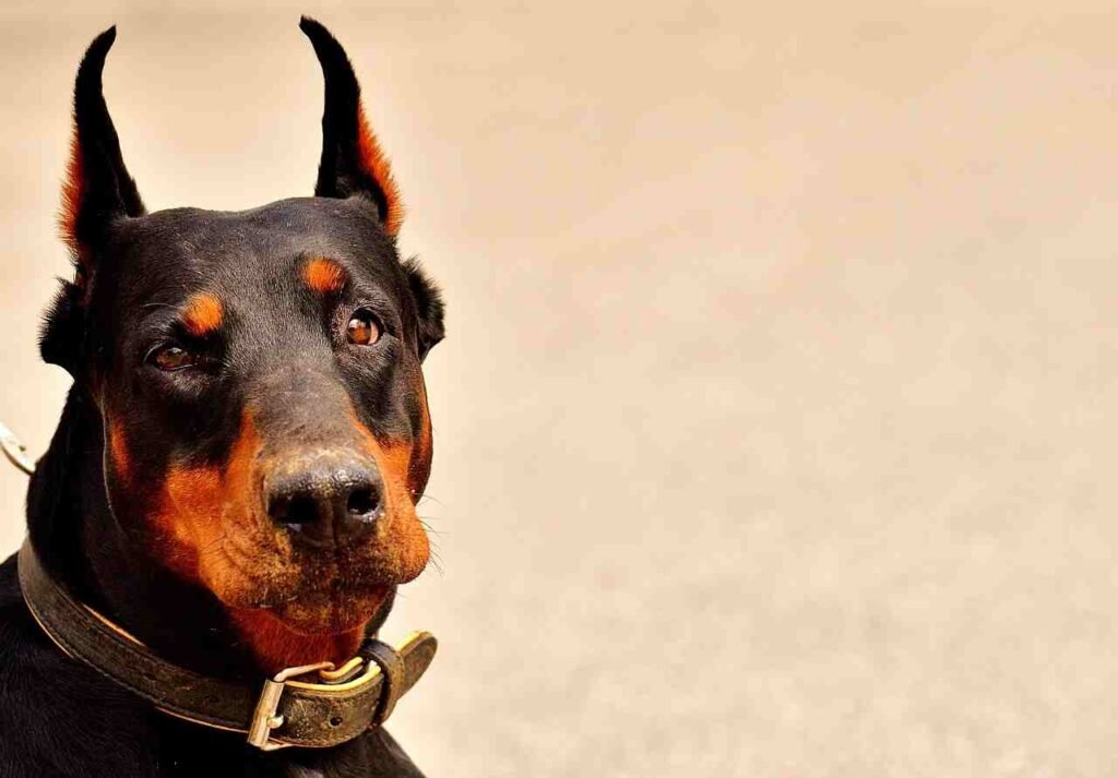 funny Doberman Pinscher names
