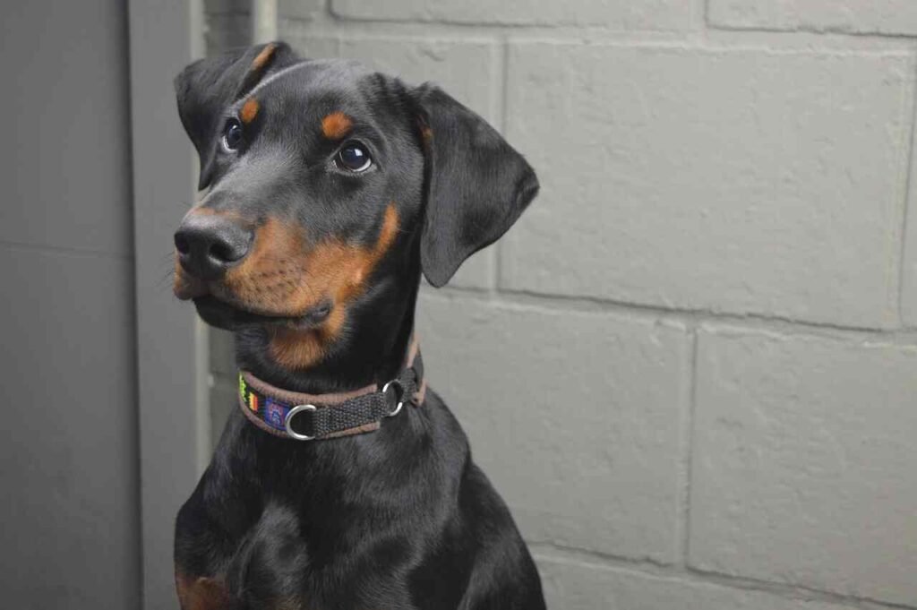 good Doberman Pinscher names