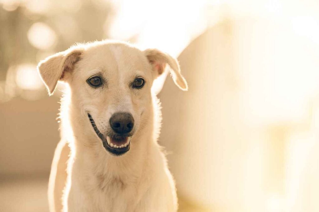 Male Rescue Dog Names