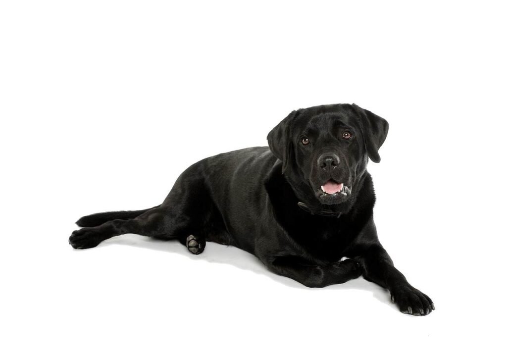 Black Dog Names
