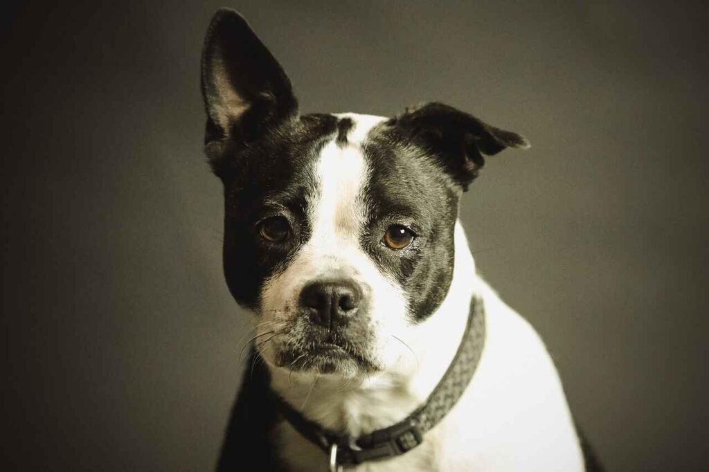 Male Brave Dog Names