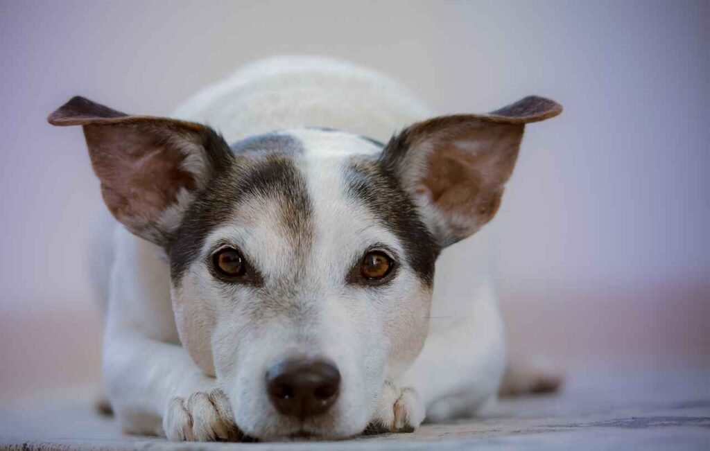 Popular Names For Rescue Dogs