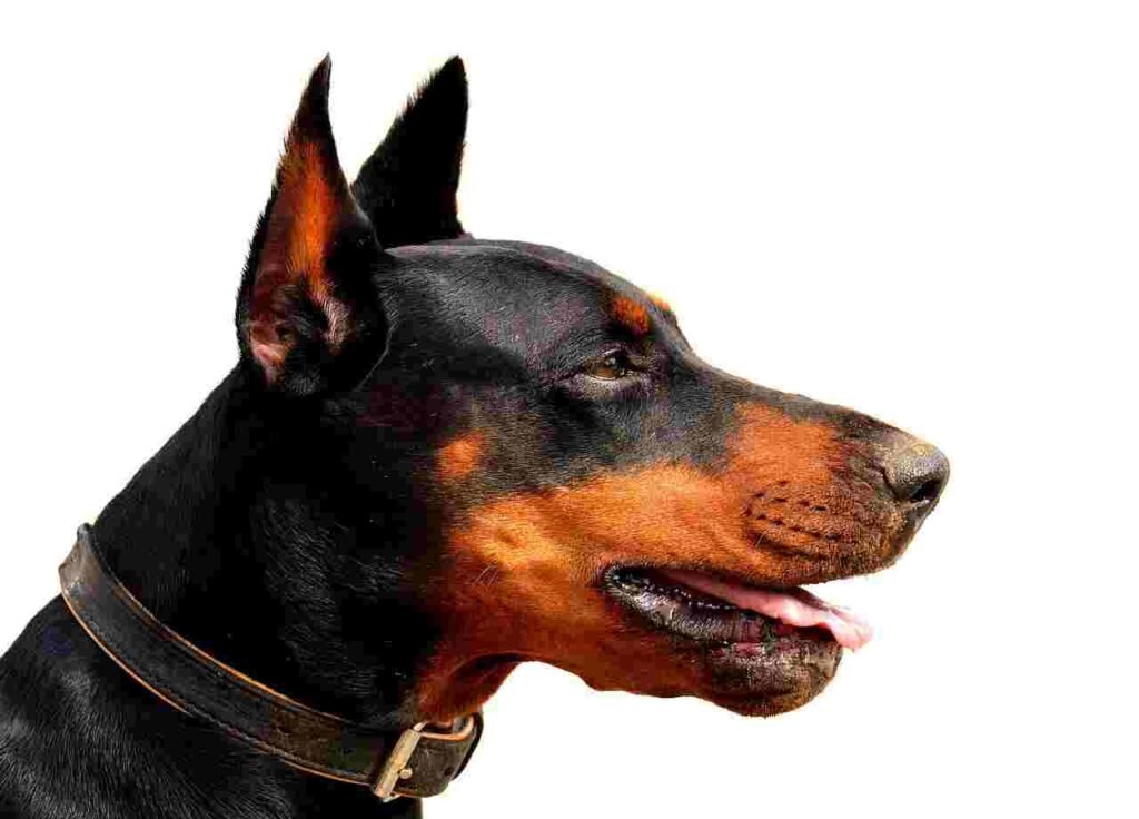 male Doberman Pinscher names