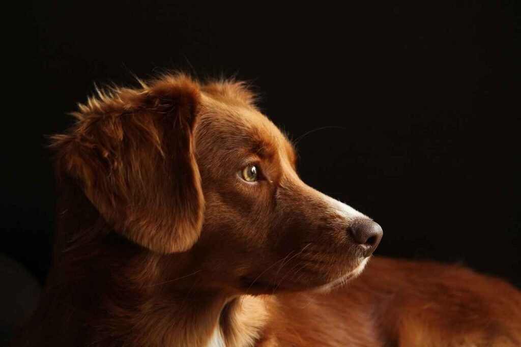 candy names for dogs