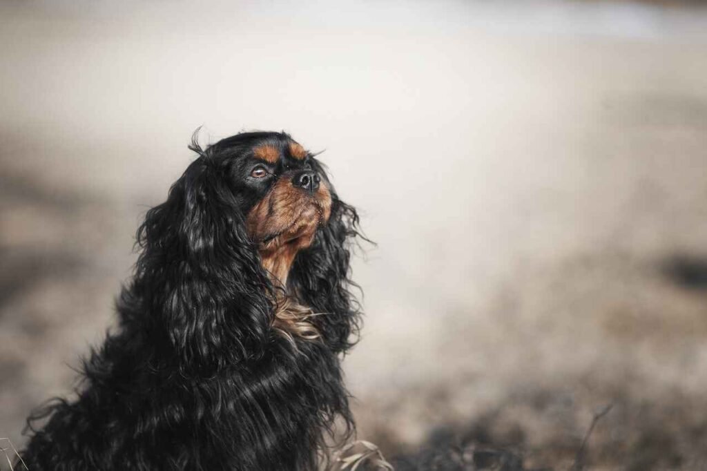funny cocker spaniel names